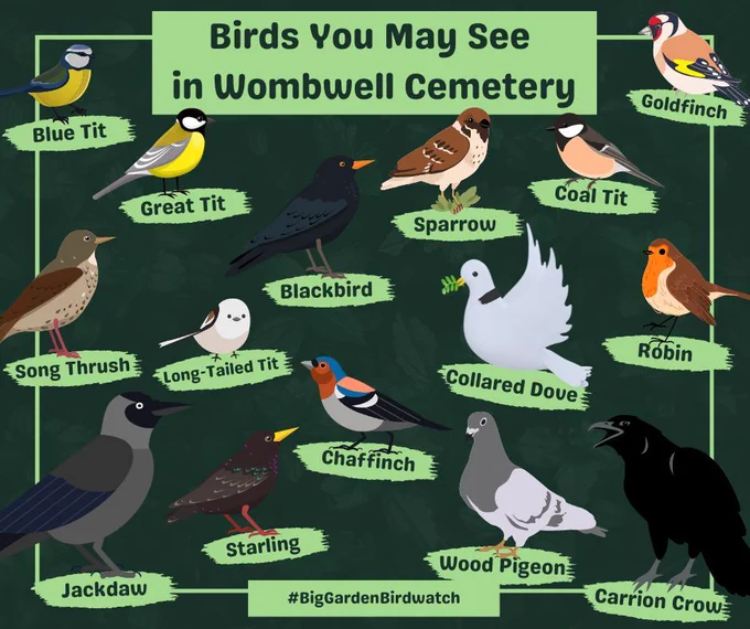 A graphic of the different birds you may see in Wombwell Cemetery. Birds include: Blue tit, Great tit, Blackbird, Sparrow, Coal tit, Goldfinch, Song thrush, long-tailed tit, collared dove, robin, chaffinch, jackdaw, starling, wood pigeon and carrion crow.