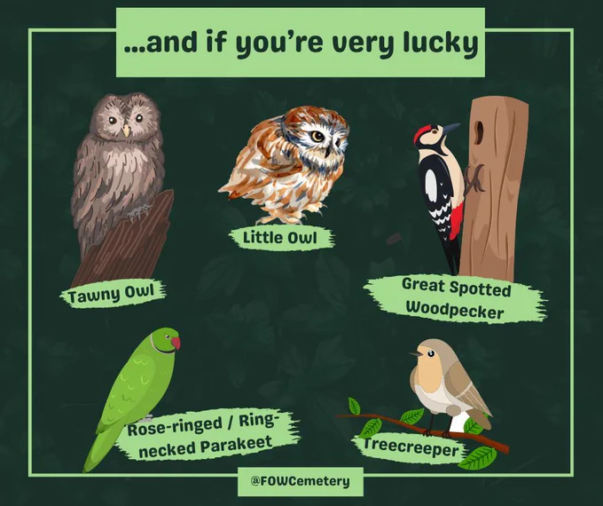 Additional birds you may see if you're very, very lucky in the cemetery. These birds have only been heard or spotted once or twice. They are: Tawny owl, little owl, great spotted woodpecker, rose-ringed or ring necked parakeet, and a treecreeper.