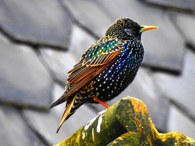 A photo of a starling, showing all the colours of the bird including green, blue and brown with white tips on the end of the feathers, and a sharp, thin, orange beak. It is sat on top of the chapel in Wombwell Cemetery.