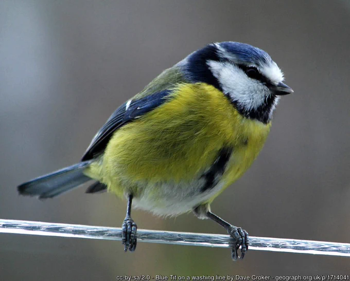 Blue tit perching on a wire