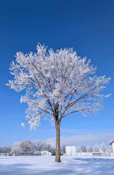 Frozen tree on a sunny day