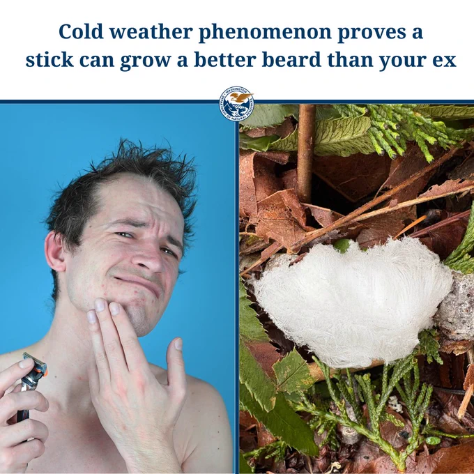 A headline that reads "Cold weather phenomenon proves a stick can grow a better beard than your ex". Below is a photo of a man hunting for a hint of stubble on his face, and another photo of a stick rocking a beard that even Santa would be jealous of. 