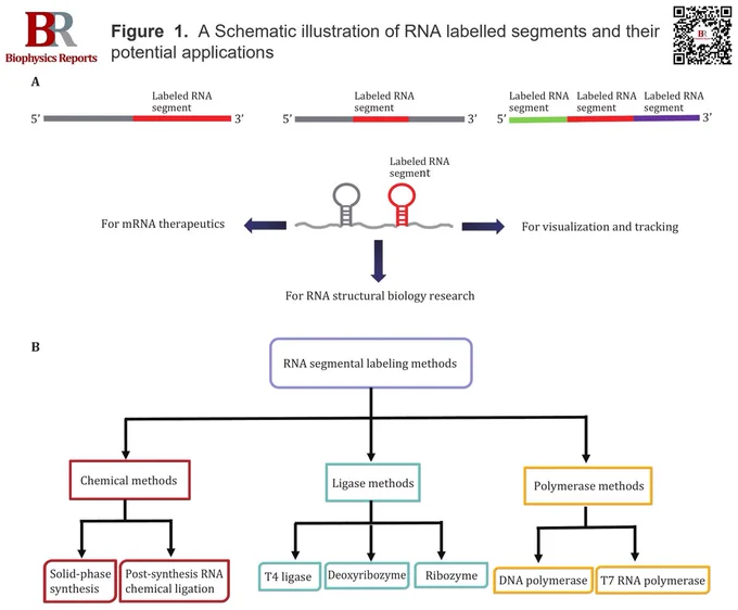 Figure  1.  A Schematic illustration of RNA labelled segments and their potential applications. B Classification of RNA segmental labeling methods