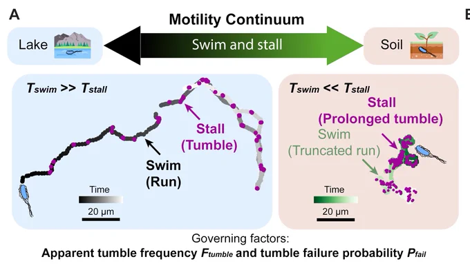 At the top is an arrow pointing both left and right; text above the arrow reads mobility continuum and inside it reads swim and stall. To the left of the arrow is an illustration of a lake and to the right is soil. Below the lake section is a diagram of a bacteria’s path. Text in the top left corner reads Tswim>>Tstall. Below is a swim (run) pattern, colored with black and purple dots, then a stall (tumble) pattern colored with purple and gray dots. A color bar below shows time with lower values in black and higher in gray. A scale bar below shows 20 microns. On the soil side is a second bacterial path. The top left corner is labeled Tswim<<Tstall. The path is labeled stall (prolonged tumble) in purple and dark green, then swim (truncated run) in light green. Another color bar is shown with green instead of black and the same scale bar. Below, text reads Governing factors: apparent tumble frequency Ftumble and tumble failure probability Pfail. 