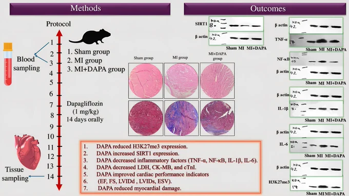 In a rat MI/reperfusion model, dapagliflozin reduced myocardial injury, inflammation, fibrosis, and oxidative stress while improving LV function—linked to downregulation of EZH2/H3K27me3 and upregulation of SIRT1. Beyond glucose control, are epigenetic pathways the next frontier for cardioprotection?