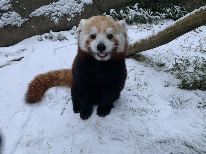 Red panda on a snowy day at Asia Trail exhibit. Photo: Mariel Lally