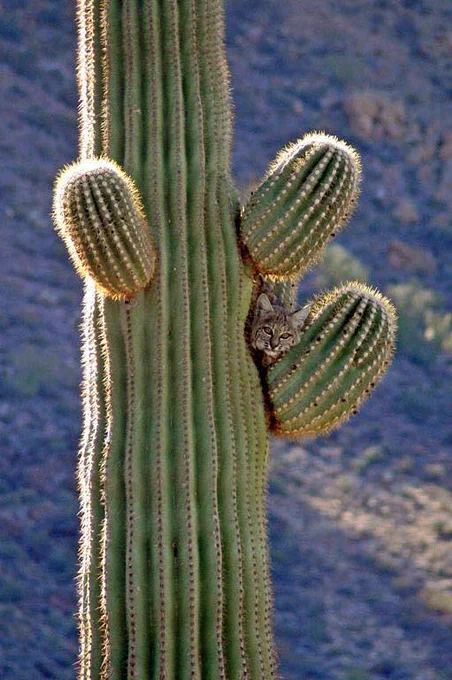 A bobcat peeks out from between the arms of a tall saguaro cactus in a desert landscape.