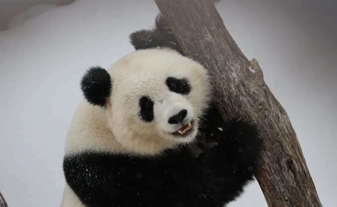 Giant panda Qing Bao in the snow. 