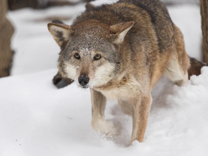 Red wolf in the snow. 