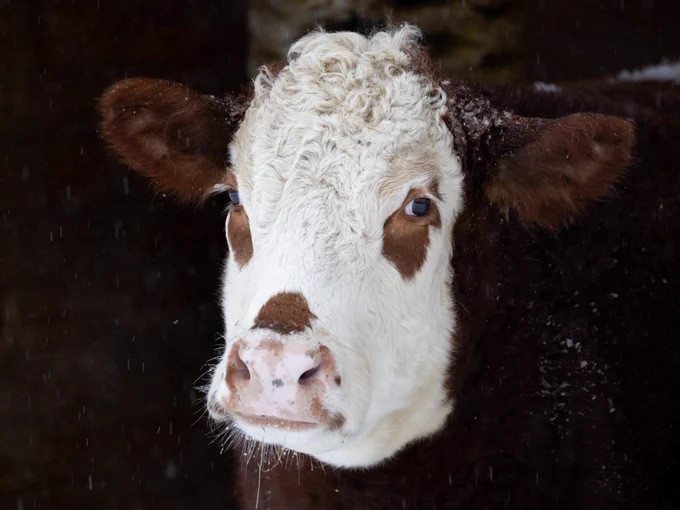 Hereford calf, Willow, in the snow. 