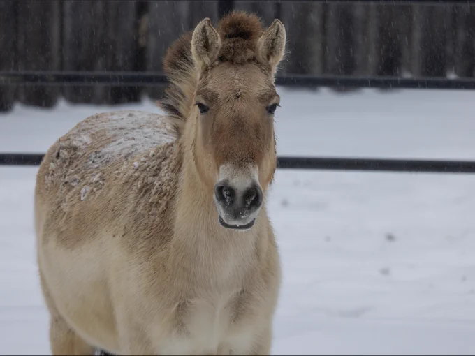 Przelwalski's horse in the snow. 