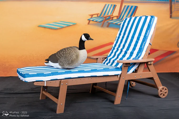 It's a Canadian goose lounging on a vacation chair.