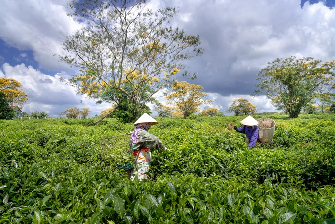 Photo by Quang Nguyen Vinh on Unsplash