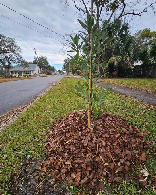 newly planted magnolia tree in springfield