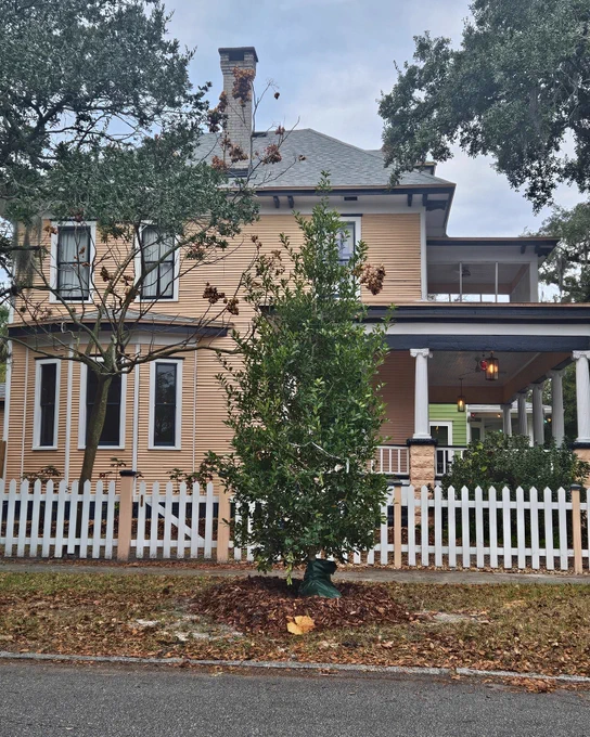 a newly planted tree in front of a peach colored house with a white fence