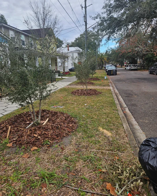 four newly planted trees along a street in springfield