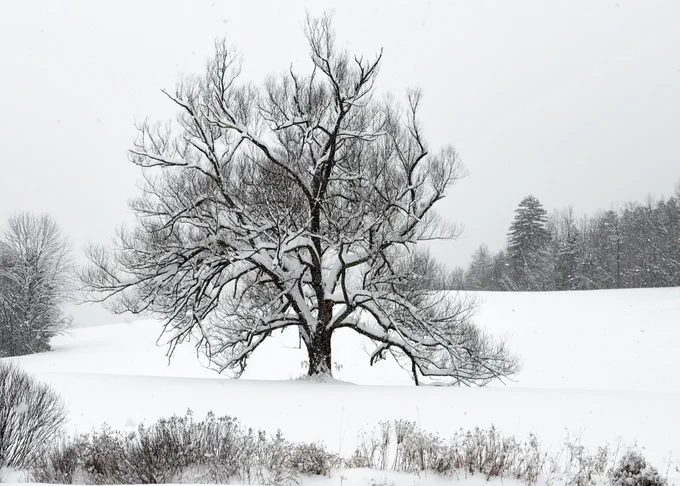snow covered willow tree