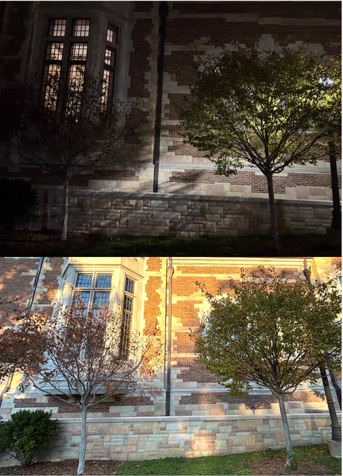 Delayed autumnal leaf senescence in trees exposed to artificial light at night. Despite close proximity, the tree on the left, located in a dark area, shows extensive autumn leaf loss, whereas the tree on the right, exposed to artificial light at night from a streetlight, maintains green foliage later into the season. Nighttime (top) and daytime (bottom) views of the same scene are shown. Image taken at Vanderbilt University, Nashville, TN, in 2025.