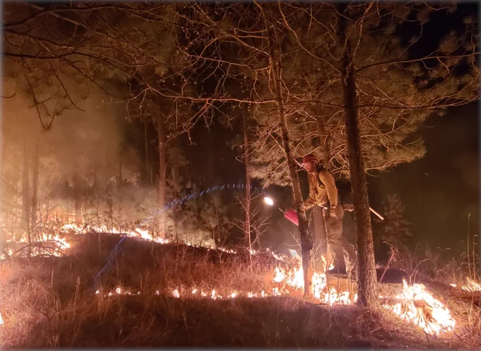 Firefighter in nomex on nighttime firing walks near active flames through the trees. 