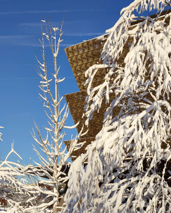 Snow-covered branches in front of the golden façade of the National Museum of African American History and Culture under a clear blue sky.