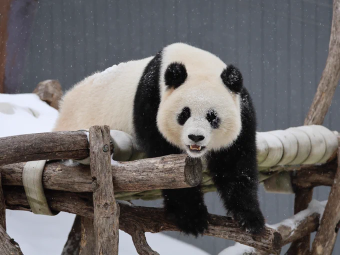 Giant panda Qing Bao in the snow. 