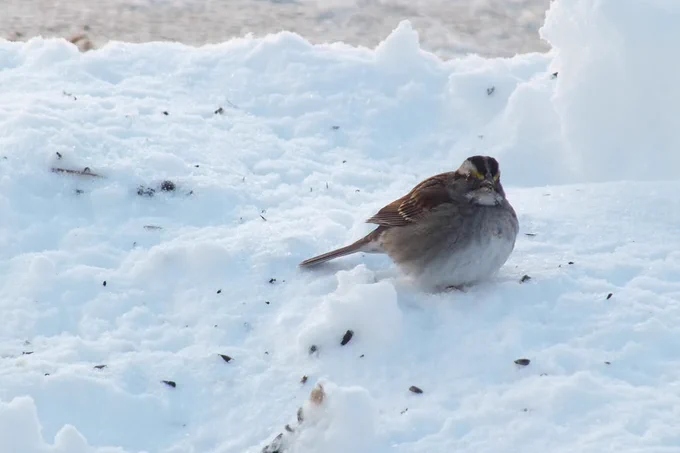 A plump brown and white bird with a black-and-white striped head and yellow lores around its eyes sits on the snow.