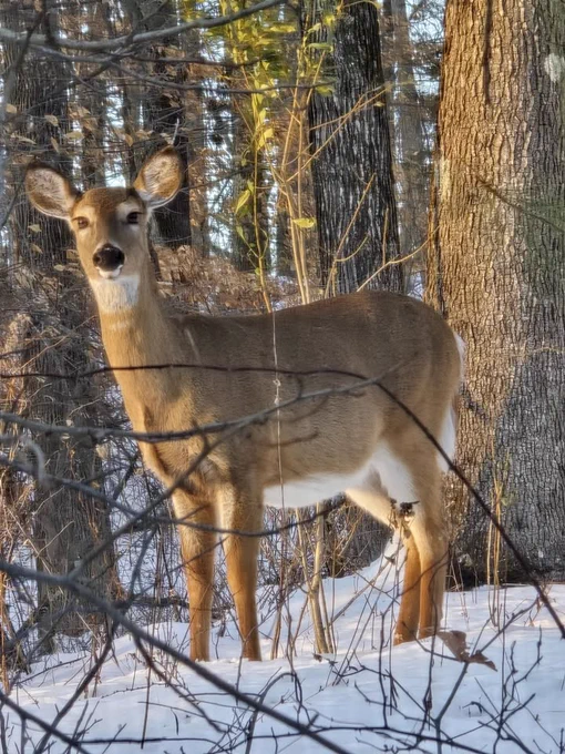 A large deer with no antlers standing in a snowy forest.