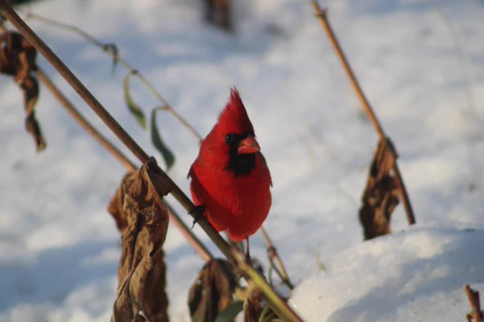 A bright red cardinal perches on a thin branch against a snowy background.
