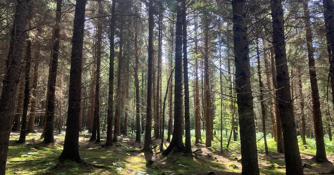 A stand of healthy spruce trees in sunlight.