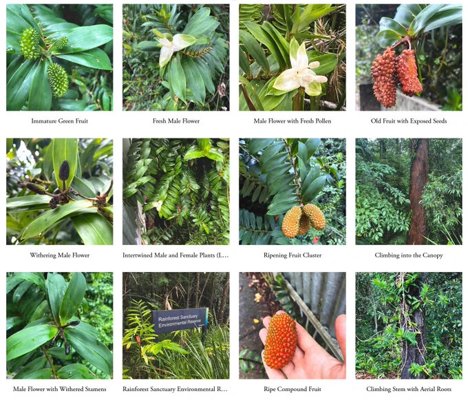 A gallery of Freycinetia scandans (climbing pandanus) photos - fruit, flower, and tropical rainforest habitat.