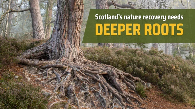 Exposed tree roots spread across rocky, shallow soil in a pine forest, surrounded by moss and heather. Overlaid text reads, "Scotland’s nature recovery needs DEEPER ROOTS" in white and yellow on a green background.