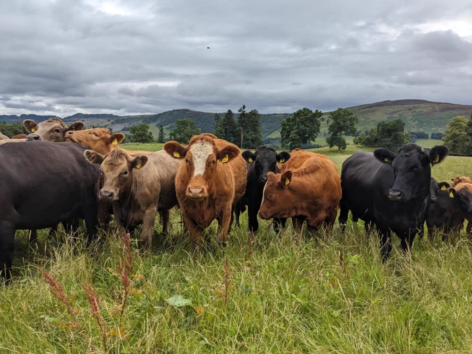 Image of cows in a Cairngorms field