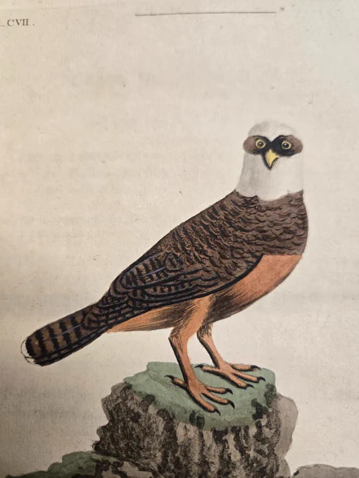 Color illustration of a Spectacle Owl with dark brown wings, sienna underbelly, white head and dark brown circles around yellow eyes, that look like glasses. 