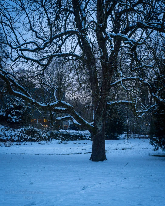 A snow-covered tree stands in quiet delight, admiring the warm glow of distant windows like a friend watching someone light a candle.