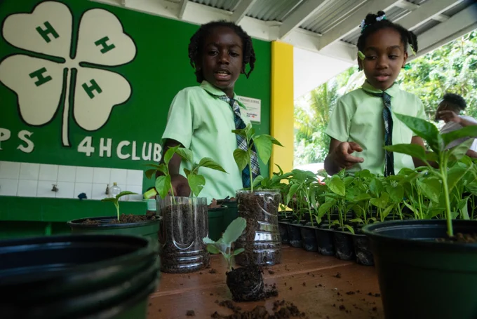 Dominican primary school students learn how to plant a sapling in a used plastic bottle as part of a broader drive, backed by the Global Environment Facility and UNEP, to raise awareness among children and young people about the reuse and recycling of plastics. Credit: UNEP/Jack Hewson 