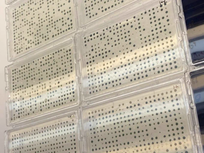 6 agar SBS format PlusPlates containing arrays of 384 Chlamydomonas colonies each. These were created by automated colony picker PIXL. Some of the colonies have grown to about 1 mm diameter, others have not grown. 