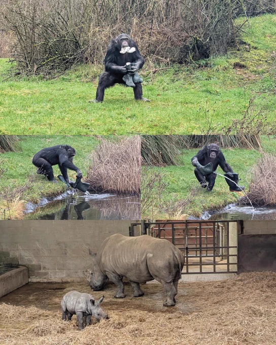 🌿🦍 Industry Day at Whipsnade Zoo! 🦍🌿  Our Animal Management T Level students had an amazing day behind the scenes at Whipsnade Zoo — from designing ‘wellie’ enrichment for chimpanzees and observing animal behaviour, to learning about training and supporting daily husbandry with European bison and the critically endangered Visayan warty pigs.  An unforgettable day of hands-on learning and inspiration from expert keepers 🙌