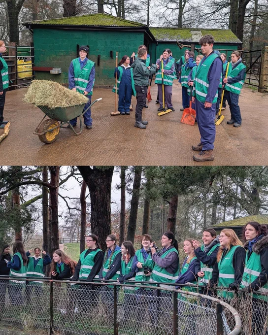 🌿🦍 Industry Day at Whipsnade Zoo! 🦍🌿  Our Animal Management T Level students had an amazing day behind the scenes at Whipsnade Zoo — from designing ‘wellie’ enrichment for chimpanzees and observing animal behaviour, to learning about training and supporting daily husbandry with European bison and the critically endangered Visayan warty pigs.  An unforgettable day of hands-on learning and inspiration from expert keepers 🙌