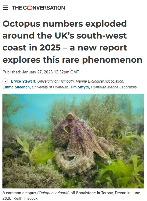 The study, ‘Common octopus (Octopus vulgaris) blooms off the Southwest of the UK: History, trends, causes and consequences’, was funded by Department for Environment, Food and Rural Affairs (Defra), Plymouth City Council and Devon County Council, led by the Marine Biological Association (MBA) in collaboration with Plymouth Marine Laboratory (PML), the University of Plymouth and an independent consultant, and draws on data from scientists, fishermen and citizen scientists.