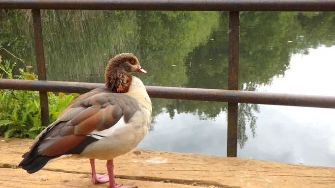 An Egyptian Goose standing looking into a lake