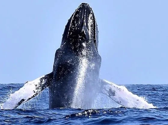 A dramatic photo of a huge whale breaking the surface and pushing its head out of the water.