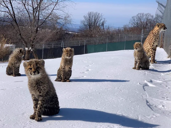A group of four cheetah cubs sit in a snowy yard. Their mother is seated behind them on the right-hand side of the image.