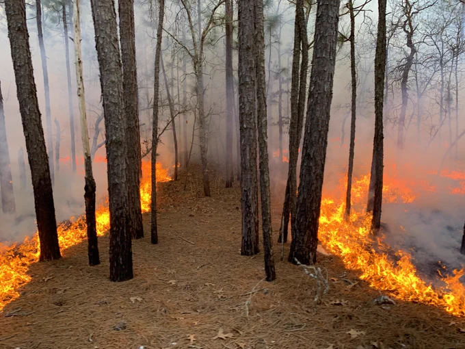 Controlled fire burning along the forest floor between tall pine trees, producing thick smoke in a woodland area.