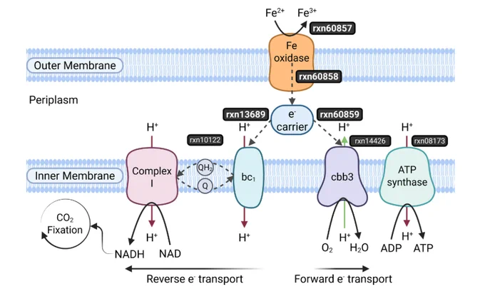 Iron oxidation model template pathway. Bolded reactions (rxn60857, rxn60858, rxn60859, rxn13689) represent those added to the ModelSEED biochemistry database by this template. Created with BioRender.com.