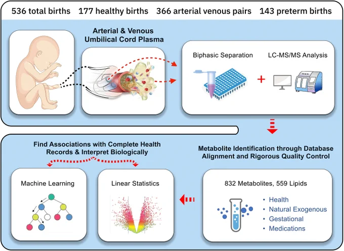 🤱🏽 New Umbilical Cord Research Study Identifies Important Early Metabolic States:   https://www.cell.com/cell-reports-medicine/fulltext/S2666-3791(25)00621-4

Leveraging previously untargeted metabolomics on both arterial and venous profiles, researchers identified early metabolic states that precede newborn adverse outcomes (e.g., respiratory distress syndrome, hyperbilirubinemia, and retinopathy of prematurity).


#umbilical
#cord
#baby
#maternal
#neonatal
#pediatrics
#pregnancy
#infant
#research
#arterial
#venous
#fetus
#metabolomics
#blood
#exposomics
#omics
#physiology
#exogenous
#metabolites
#preterm
#metabolic
#newborn
#respiratory
#distress
#syndrome
#hperbilirubinemia
#retinopathy
#prematurity
#birth
#mother
#lipids
#diabetes
#hypertensive
#anthropometric
#encephalopathy
#hypoxic
#ischemic
#hyperinsulinemia
#plasma
#labor