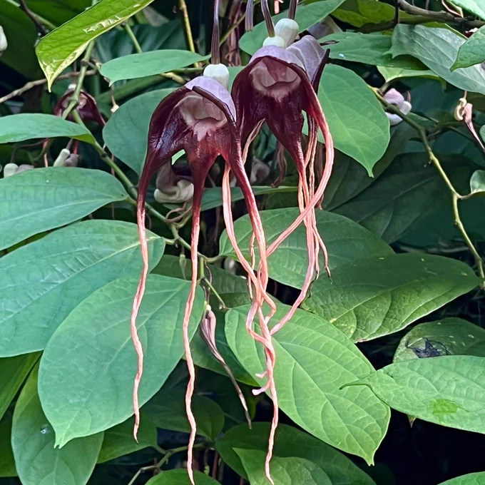 Aristolochia tricaudata, a strange-looking maroon-coloured flower with long straggly tendrils
