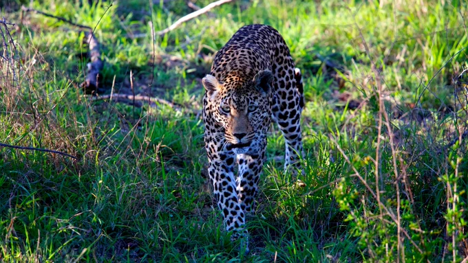 leopard walking on grass field during daytime
