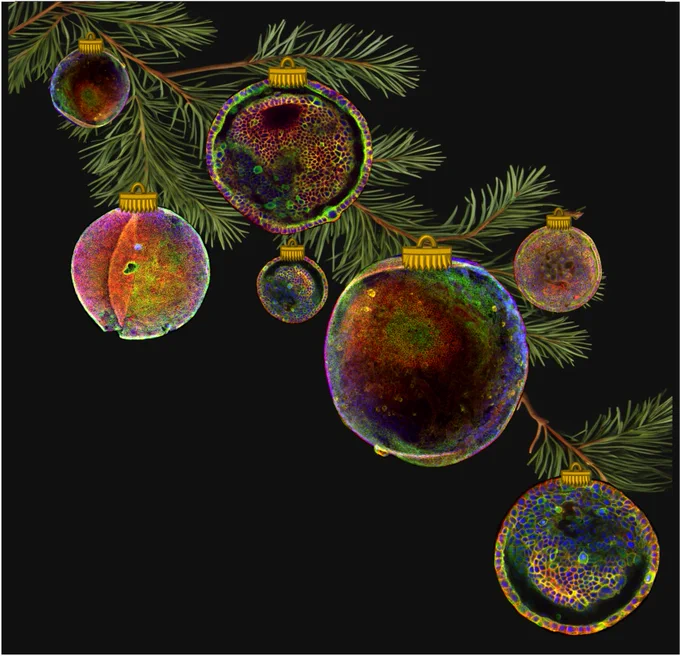 The 2023 MRC and Medical Research Foundation's Festive Science Image Competition winning image by Michaela Raab from the MRC Human Genetics Unit, University of Edinburgh. The image shows liver organoids in place of Christmas baubles hanging from a tree branch. The background is black.