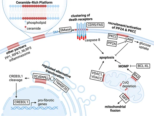 Ceramides trigger intracellular signaling events that drive diverse cellular processes.