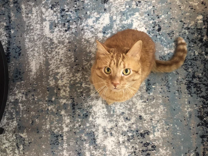 An orange tabby cat with yellowish orangish eyes stares up at the camera. He is sitting slightly to the right of center on a blue and grey and white speckled rug. His tail is on the ground. His whiskers are mostly white but a couple black ones can be seen if you’re paying attention.